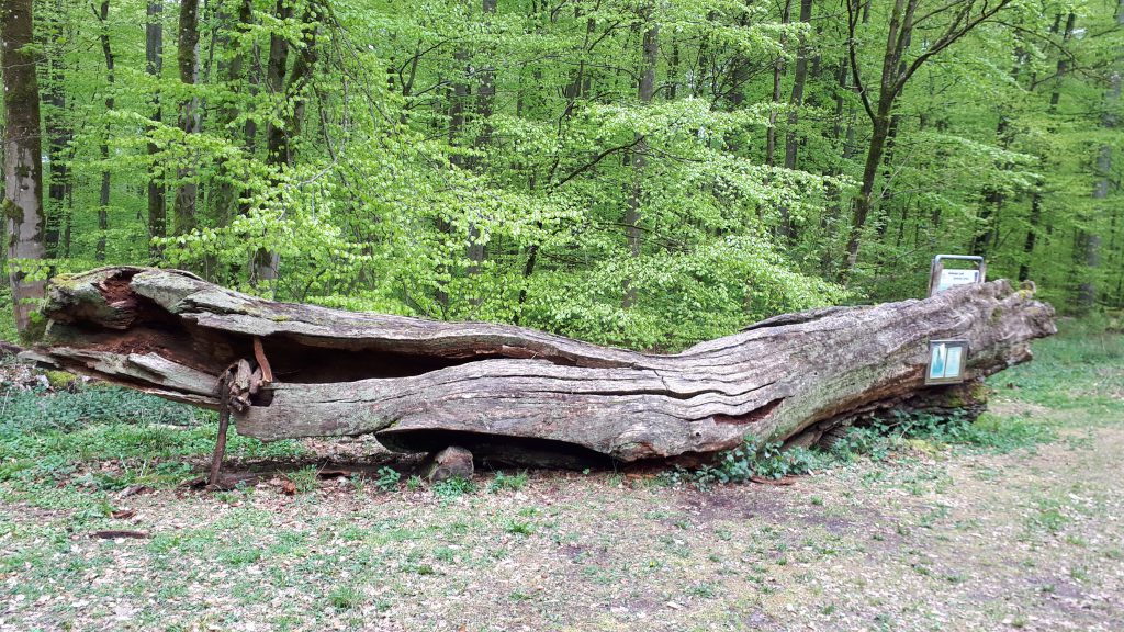 Dieses Bild hat ein leeres Alt-Attribut. Der Dateiname ist 20200419_145023-1024x576.jpg